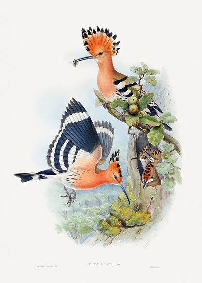 Heliomaster Angelae (1849–1887) print high.