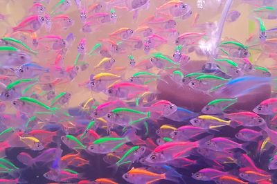 Colorful neon glowing fishes. Free. poster print