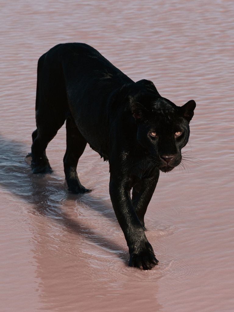 Black Panther in Water Poster. poster detail