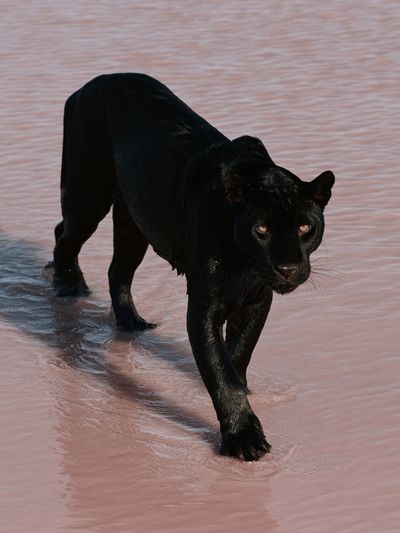 Black Panther in Water Poster.