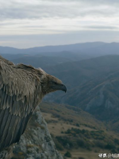 Eagle Over Mountain Valley Poster. poster