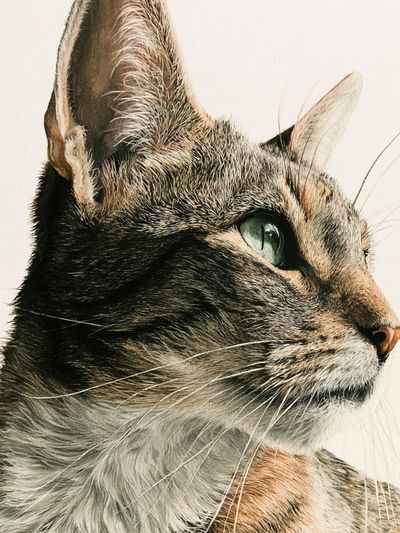 Tabby Cat Portrait Print. poster
