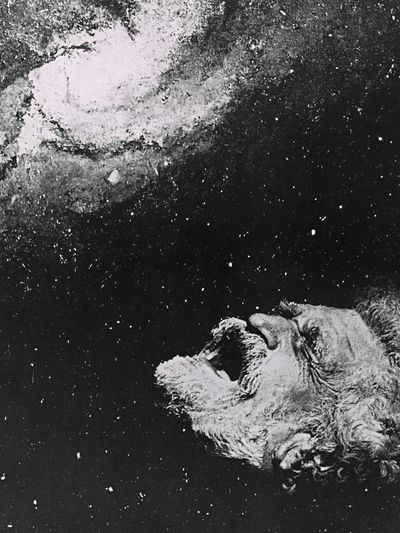 Howling Dog Black-White Poster.