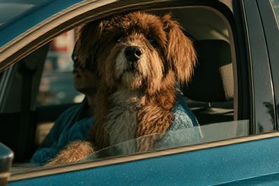 Dog in Car Portrait Poster.