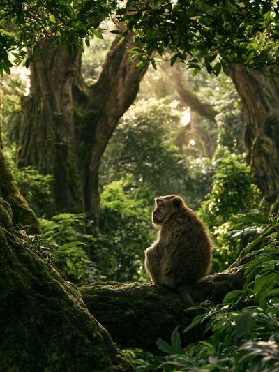 Misty Jungle Monkey Poster.