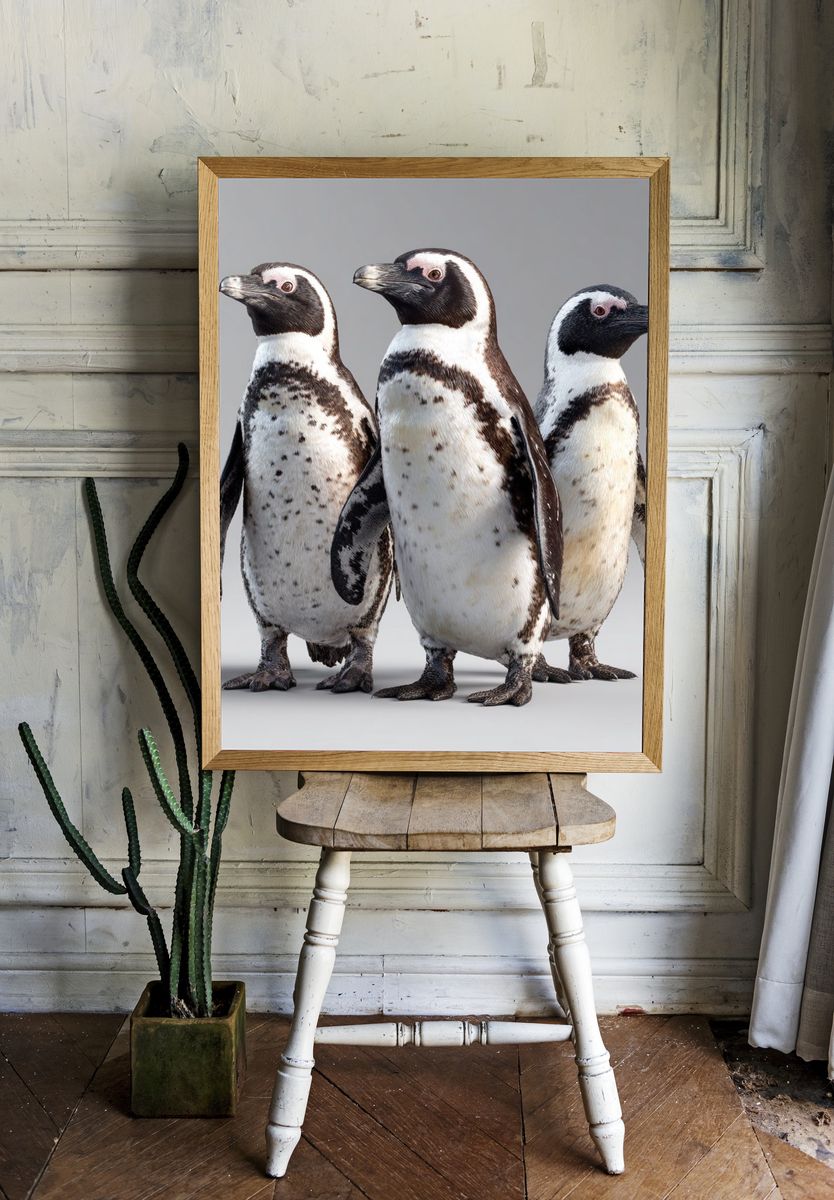 Penguin Trio Photography Poster. — room view 1