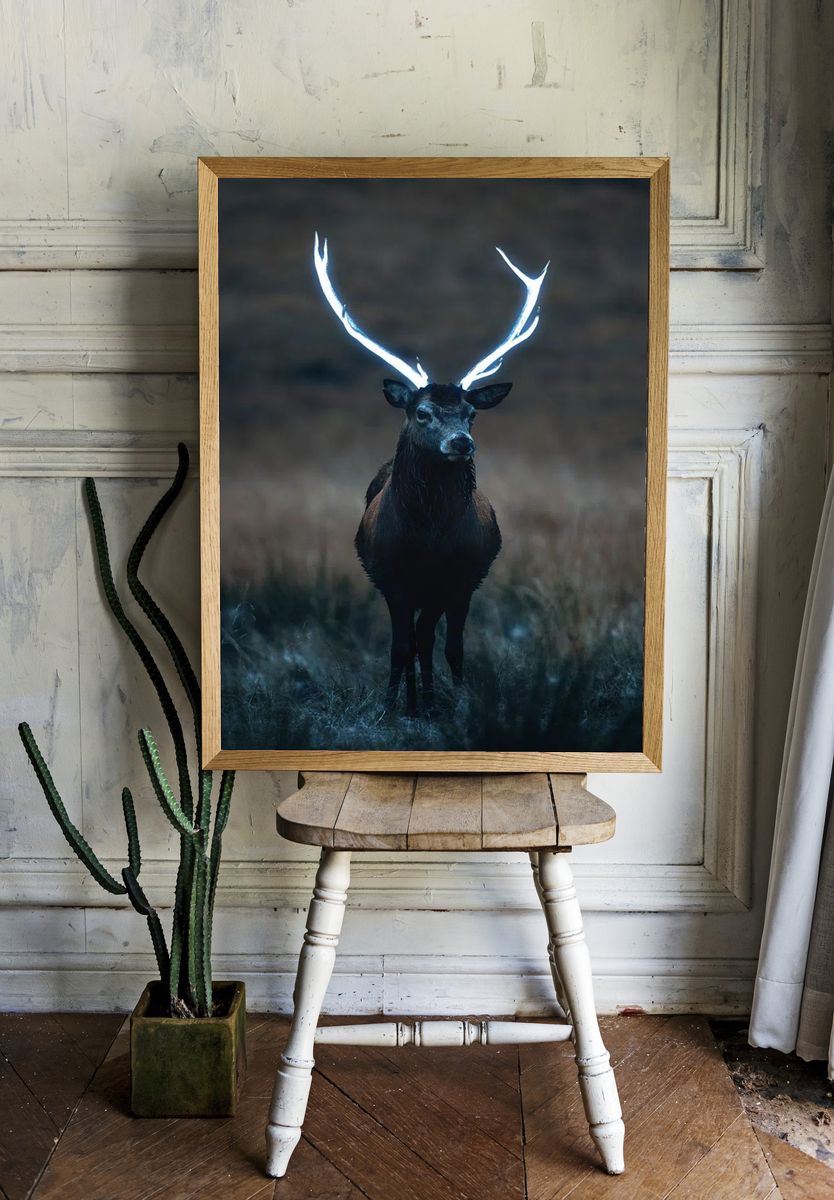 Wild deer beautiful large antlers. room preview