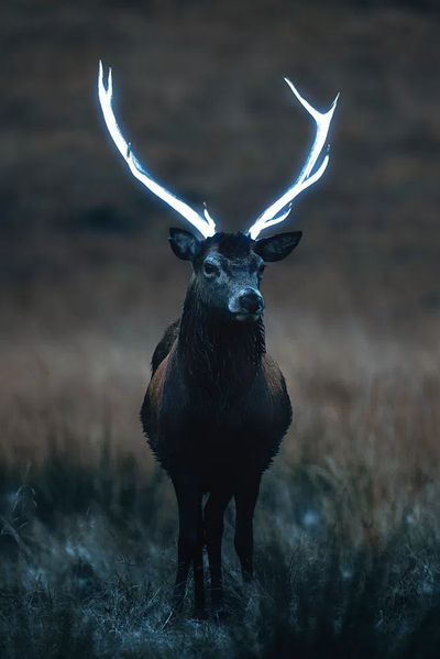 Wild deer beautiful large antlers.