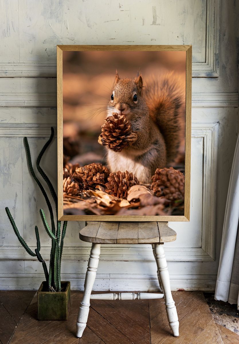 Squirrel with Pinecone Photography Poster. room preview