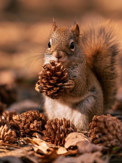 Squirrel with Pinecone Photography Poster.