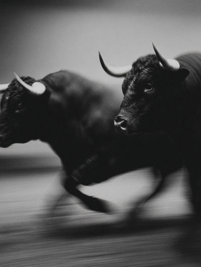 Running Bulls Black-White Poster. poster