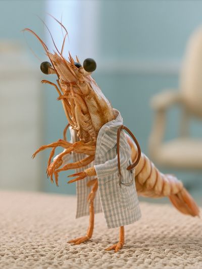 Shrimp in Lab Coat Photography Poster.