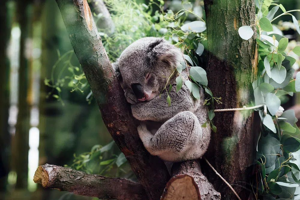 Sleeping Koala in Eucalyptus Poster. poster — animals art
