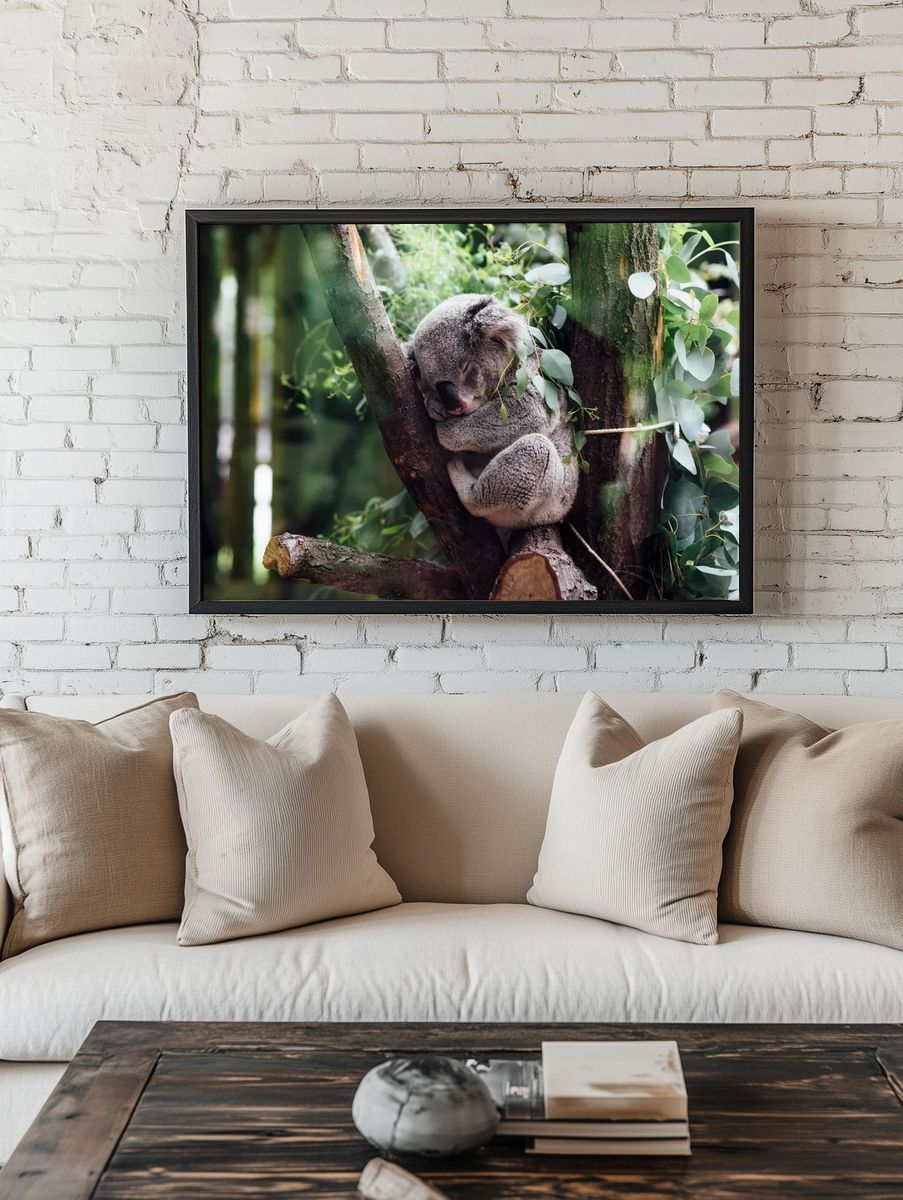 Sleeping Koala in Eucalyptus Poster. — room view 1