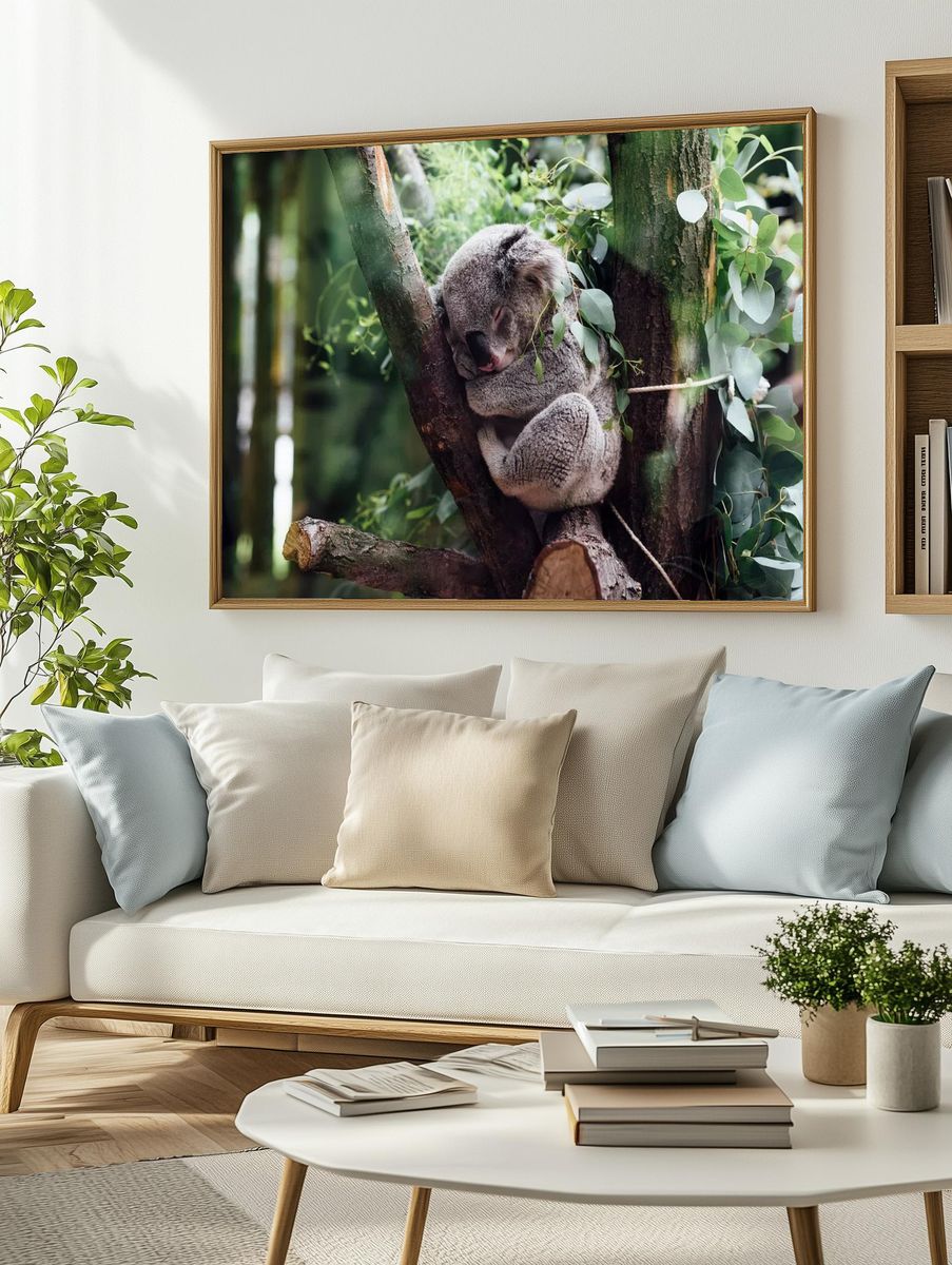 Sleeping Koala in Eucalyptus Poster. — room view 2