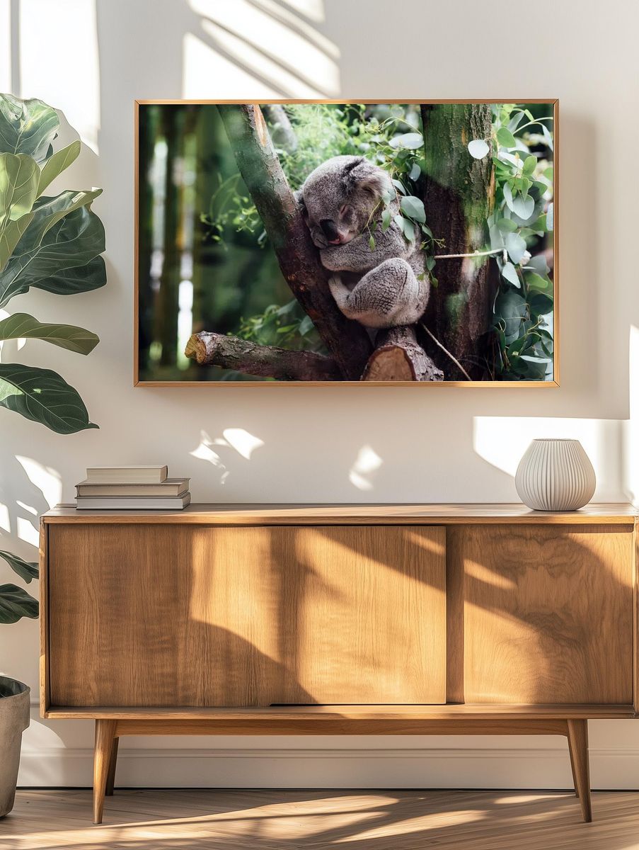 Sleeping Koala in Eucalyptus Poster. — room view 3