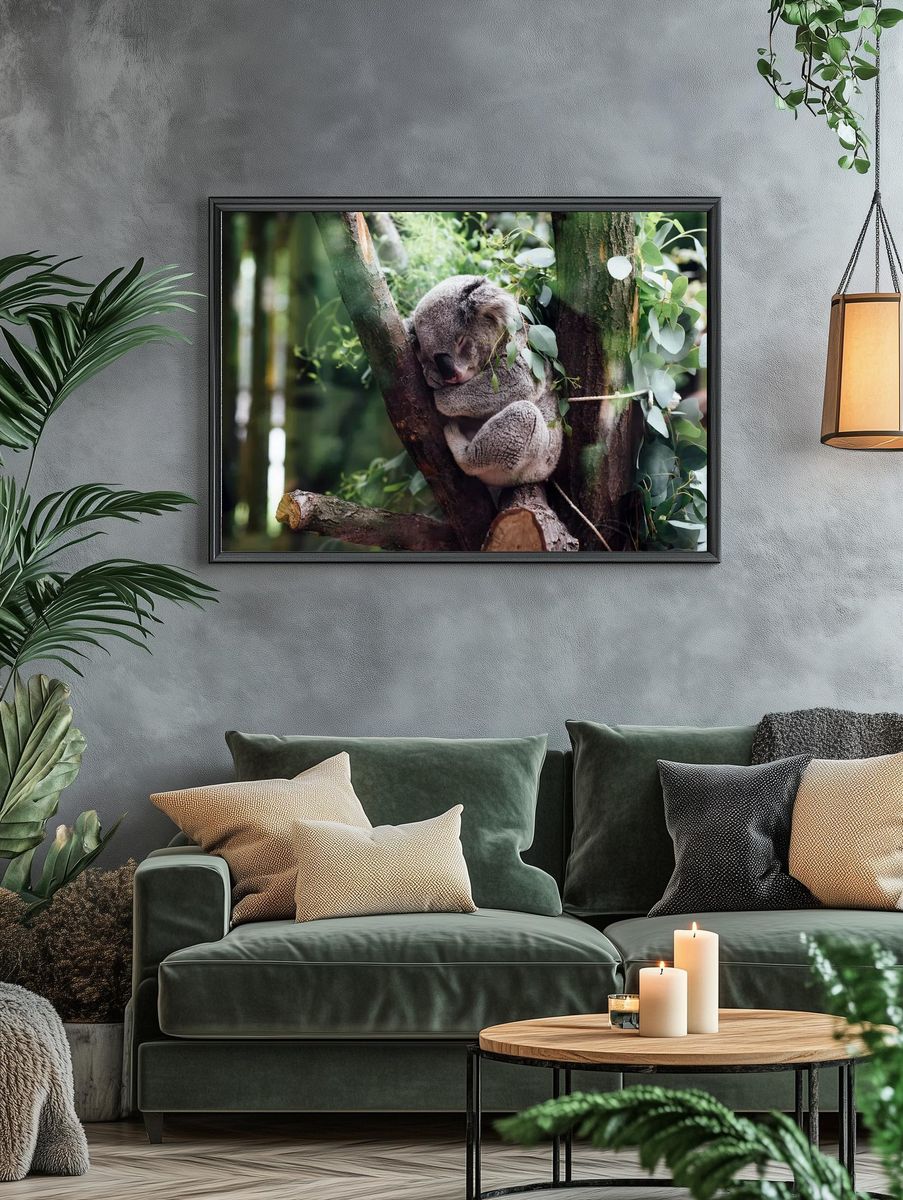Sleeping Koala in Eucalyptus Poster. — room view 4
