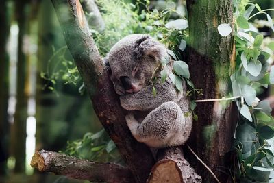 Sleeping Koala in Eucalyptus Poster. poster print