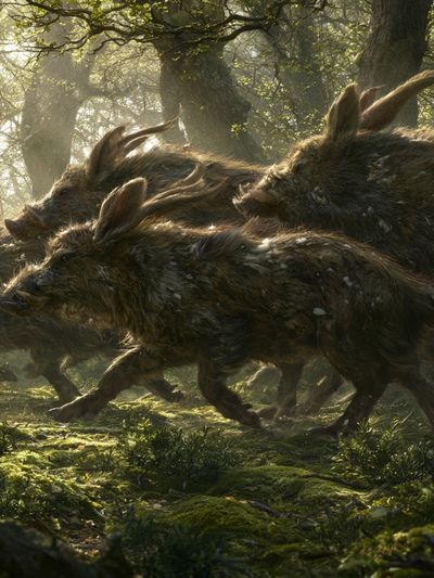 Wild Boar Run Forest Illustration Poster.