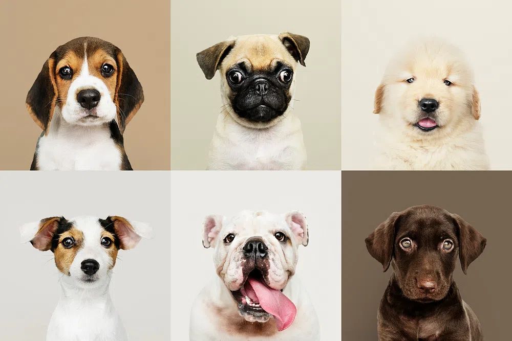 Portrait collection of adorable puppies. poster — animals art