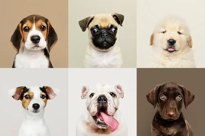 Portrait collection of adorable puppies. poster