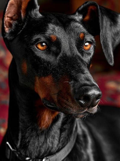 Doberman Portrait Photography Poster.
