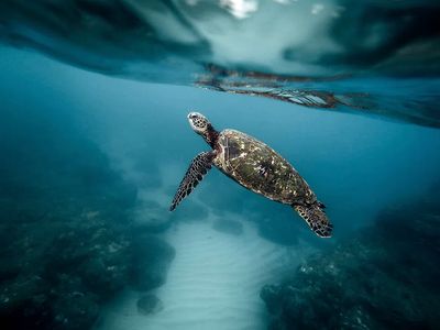 Sea turtle swimming ocean. Original.