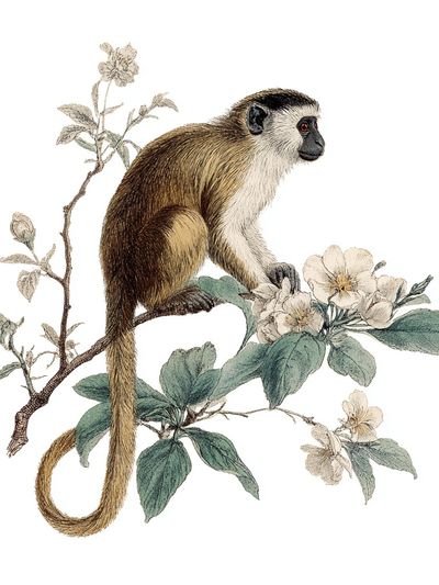 Monkey Botanical Illustration Poster.