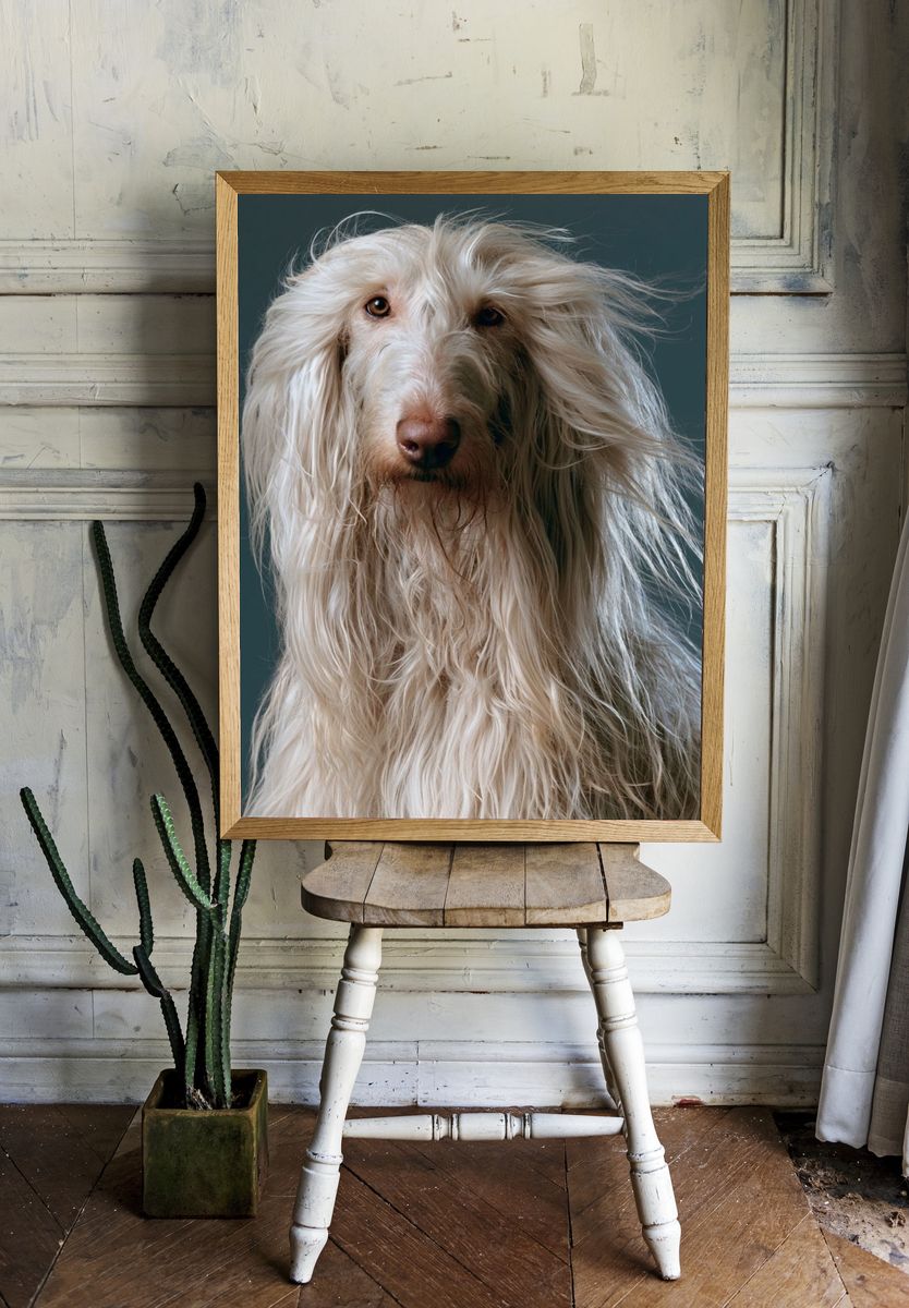 Long-Haired Dog Portrait Poster. room preview