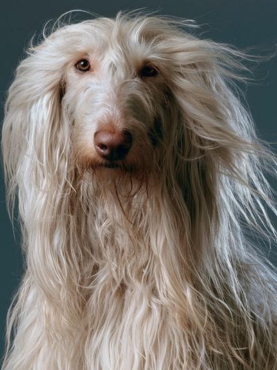 Long-Haired Dog Portrait Poster.