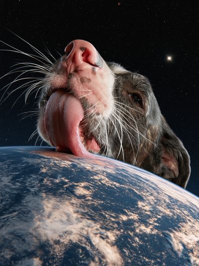 Cosmic Dog Portrait Print.