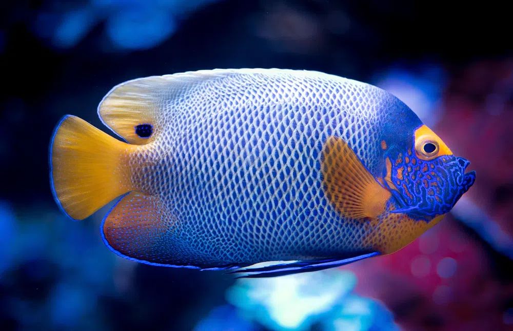 Blue Angelfish Photography Poster. poster detail