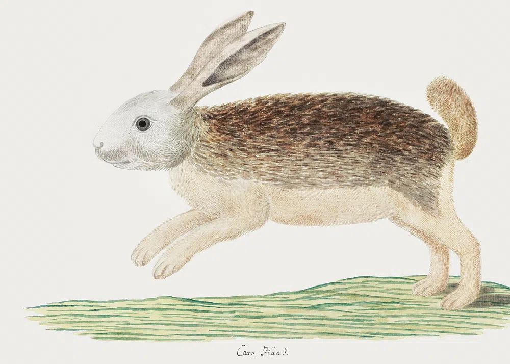 Pronolagus sp: Karoo hare (1777–1786). poster — animals art