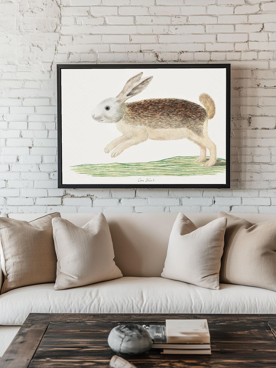 Pronolagus sp: Karoo hare (1777–1786). room preview