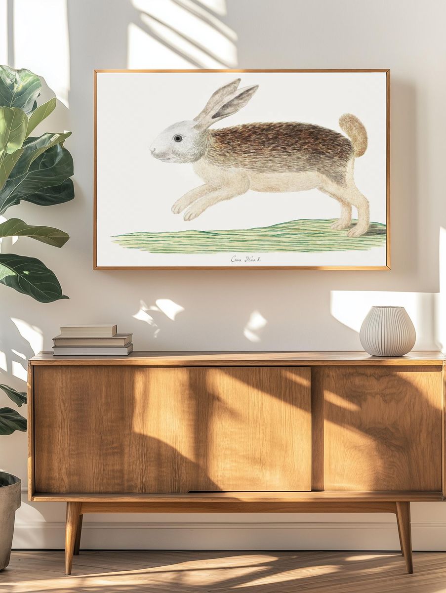 Pronolagus sp: Karoo hare (1777–1786). — room view 3
