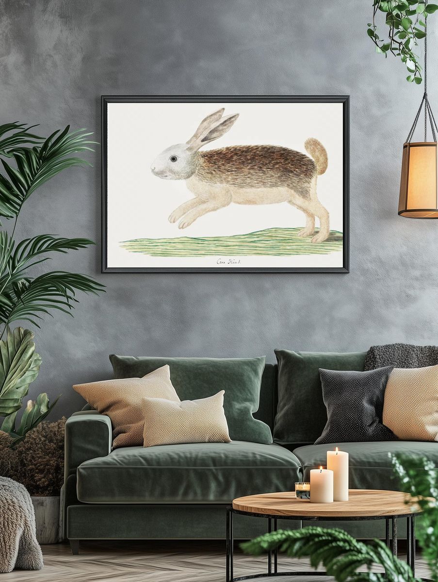 Pronolagus sp: Karoo hare (1777–1786). — room view 4