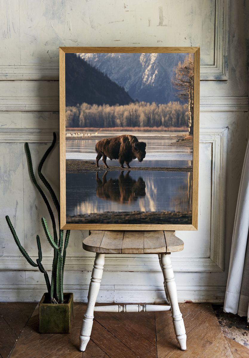Bison by the River Photography Poster. room preview