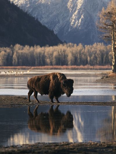 Bison by the River Photography Poster.