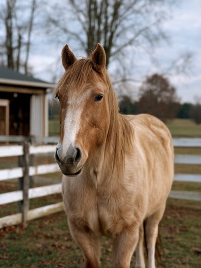 Palomino Horse Portrait Poster.