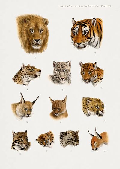 Wild animal, safari lithograph. Digitally. poster print