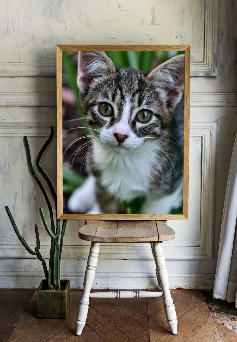 Curious Tabby Kitten Photography Poster. room preview