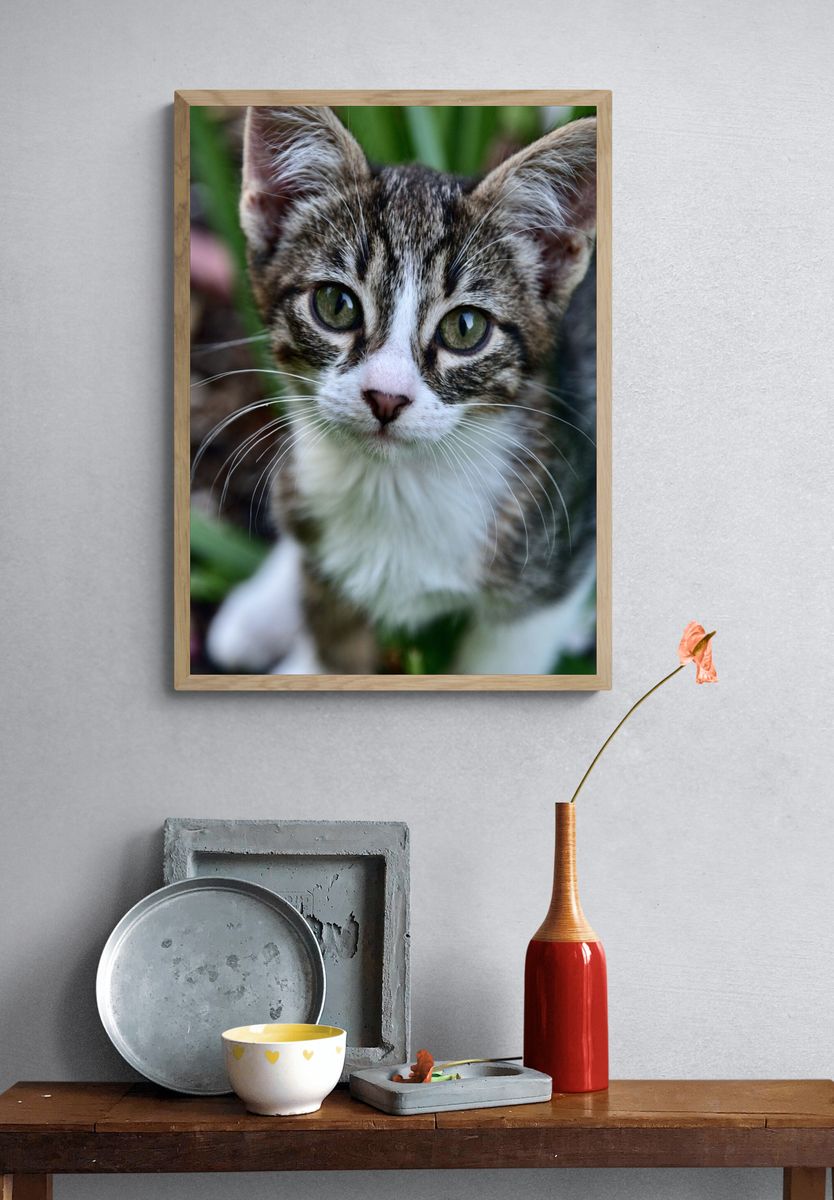 Curious Tabby Kitten Photography Poster. — room view 3