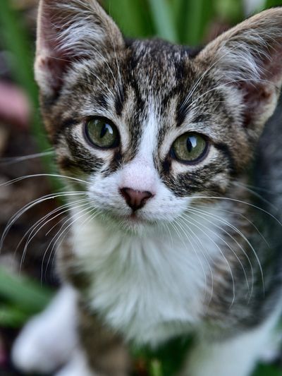 Curious Tabby Kitten Photography Poster.