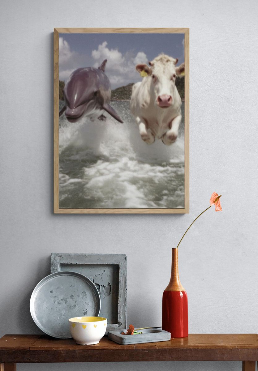 Cow and Dolphin Splash Poster. — room view 3