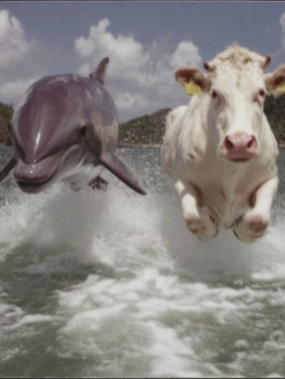 Cow and Dolphin Splash Poster.