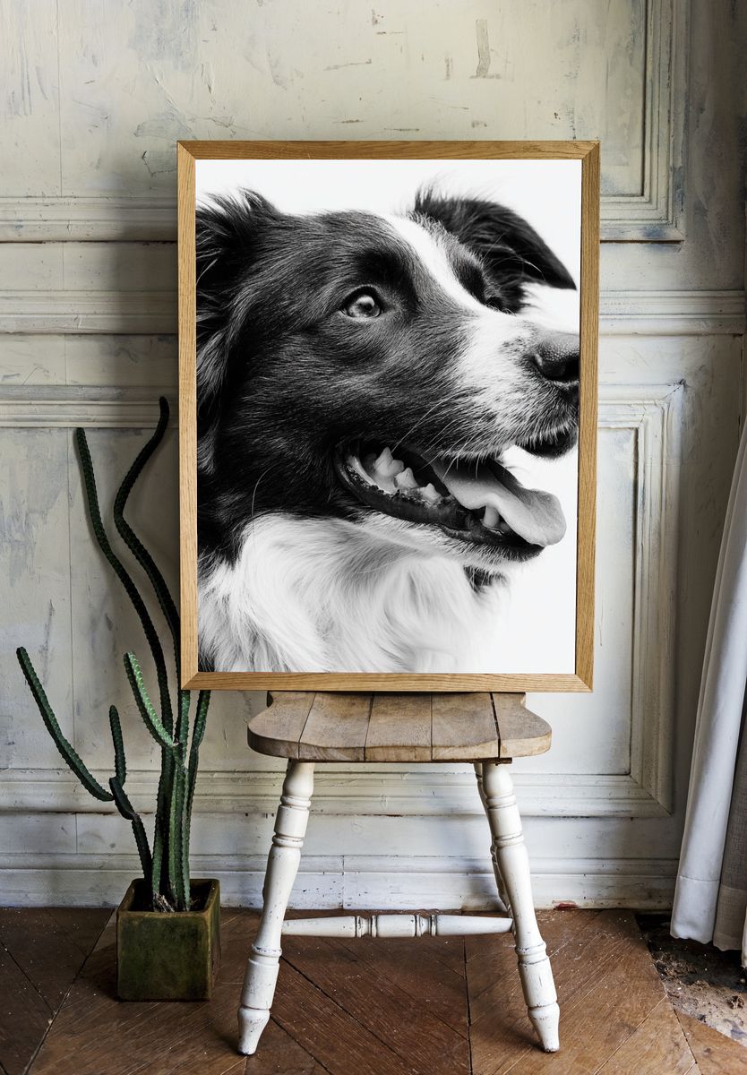 Border Collie Portrait Print. room preview