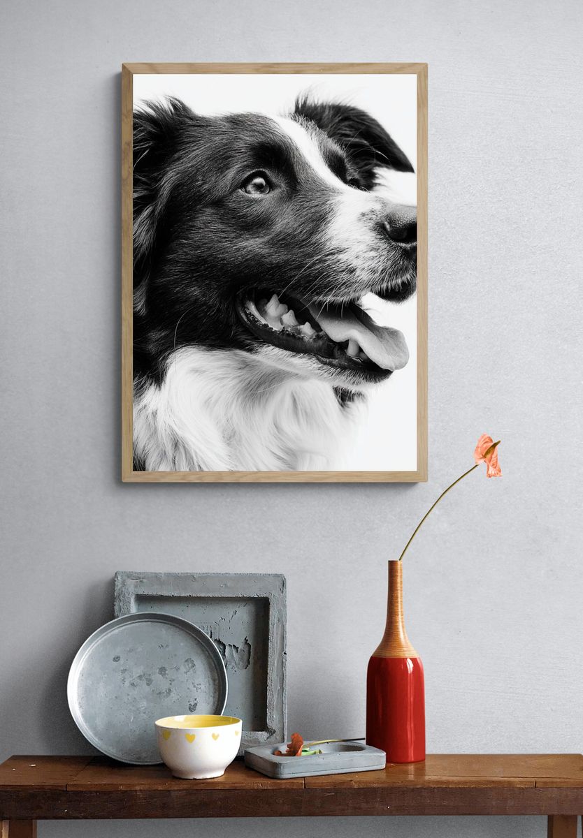 Border Collie Portrait Print. — room view 3