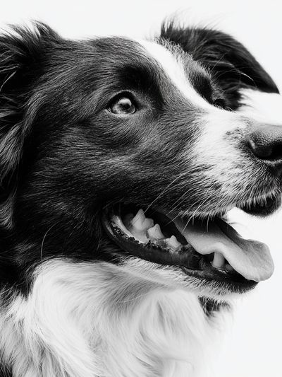Border Collie Portrait Print. poster