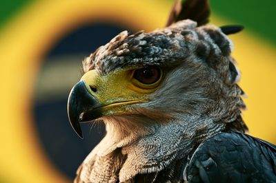 Eagle Portrait Photography Poster.