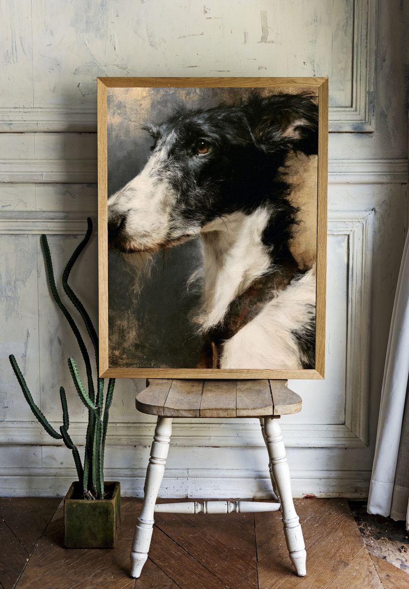 Border Collie Portrait Print. room preview